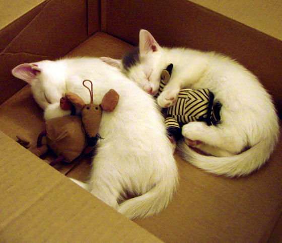 纽约尼克斯斩落深圳队背后，一场商业赛的狂欢与尴尬